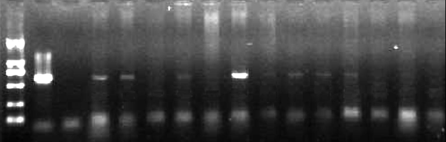 PCR_transgenic_soybeans_Plants